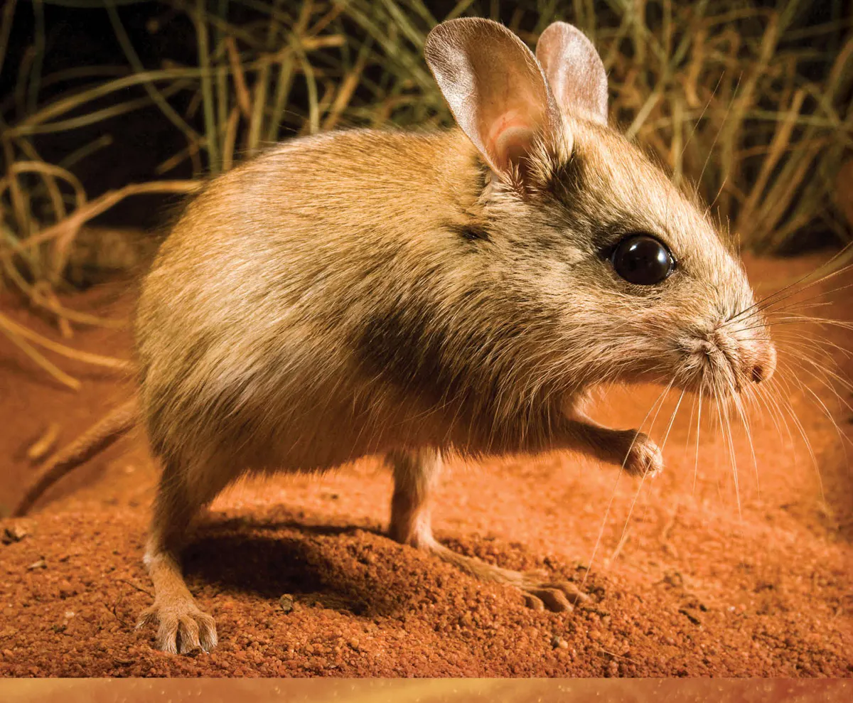 Hop Mouse Spinifex Hopping Mouse | Dreamworld