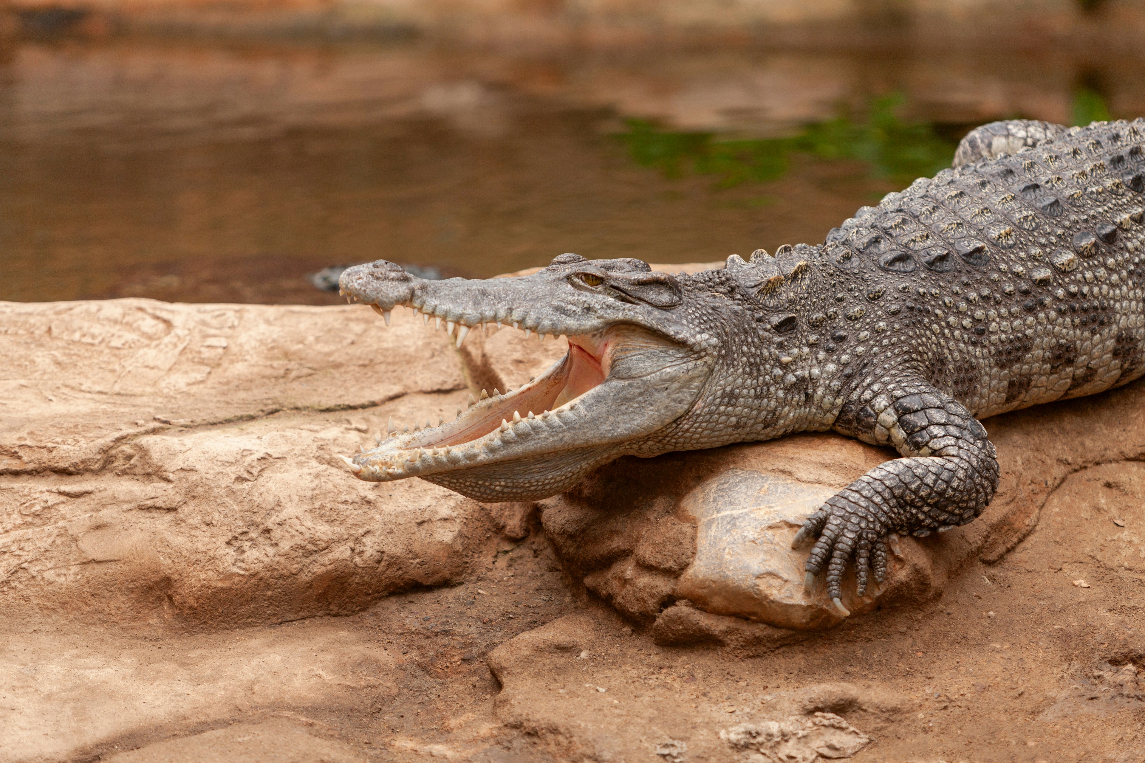 Freshwater crocodile