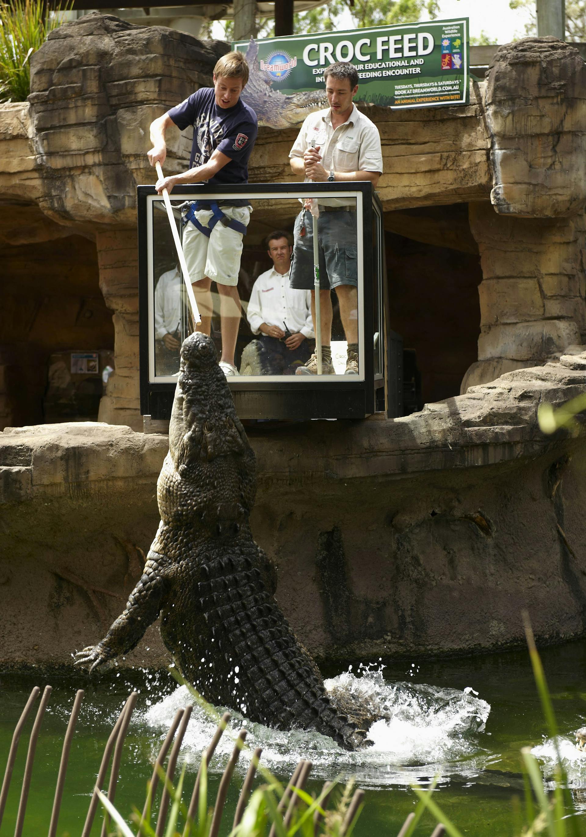 Crocodiles Dreamworld the-largest-reptile-on-earth-is-man-eater-youtube