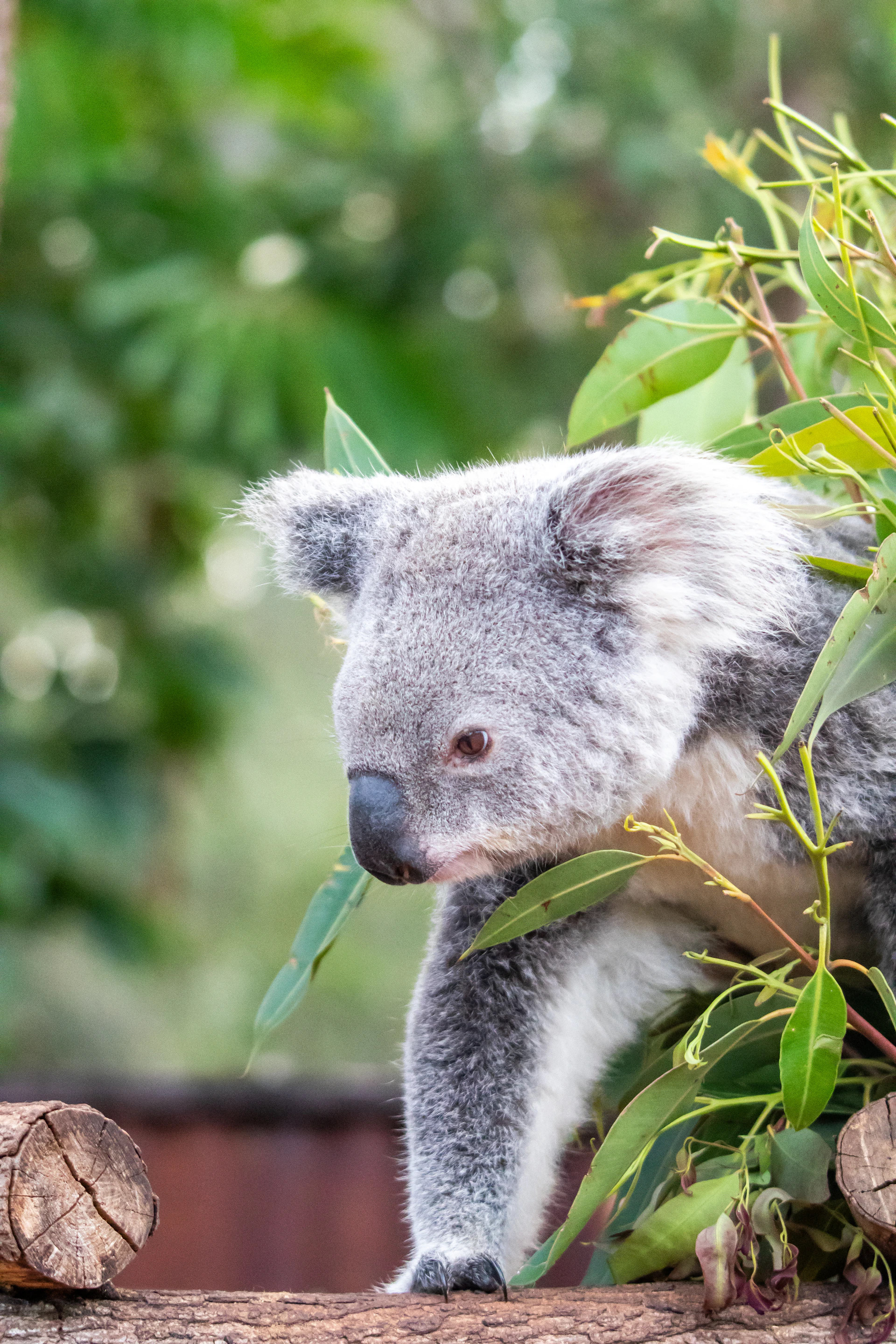 Koala Talk