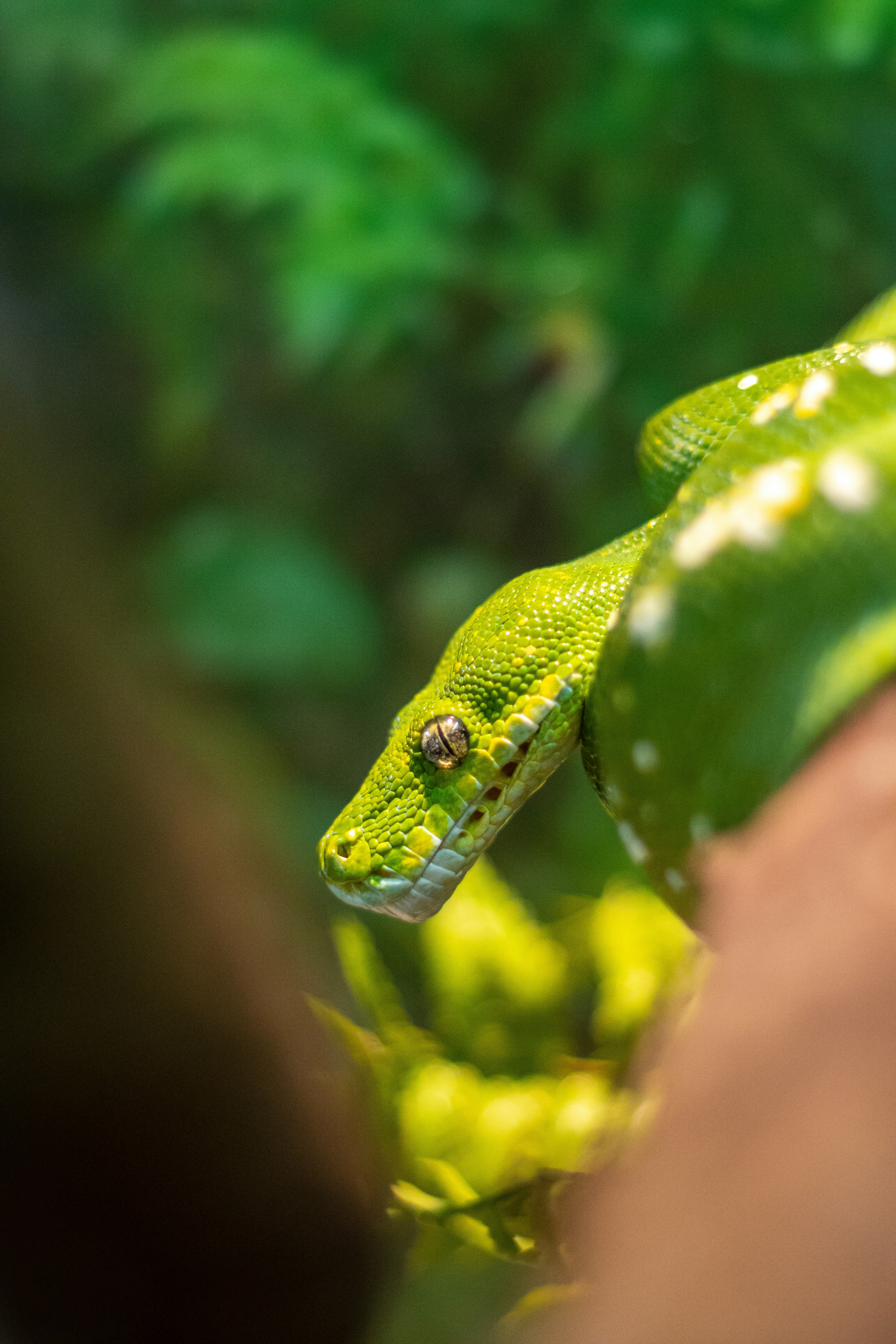 Green tree python