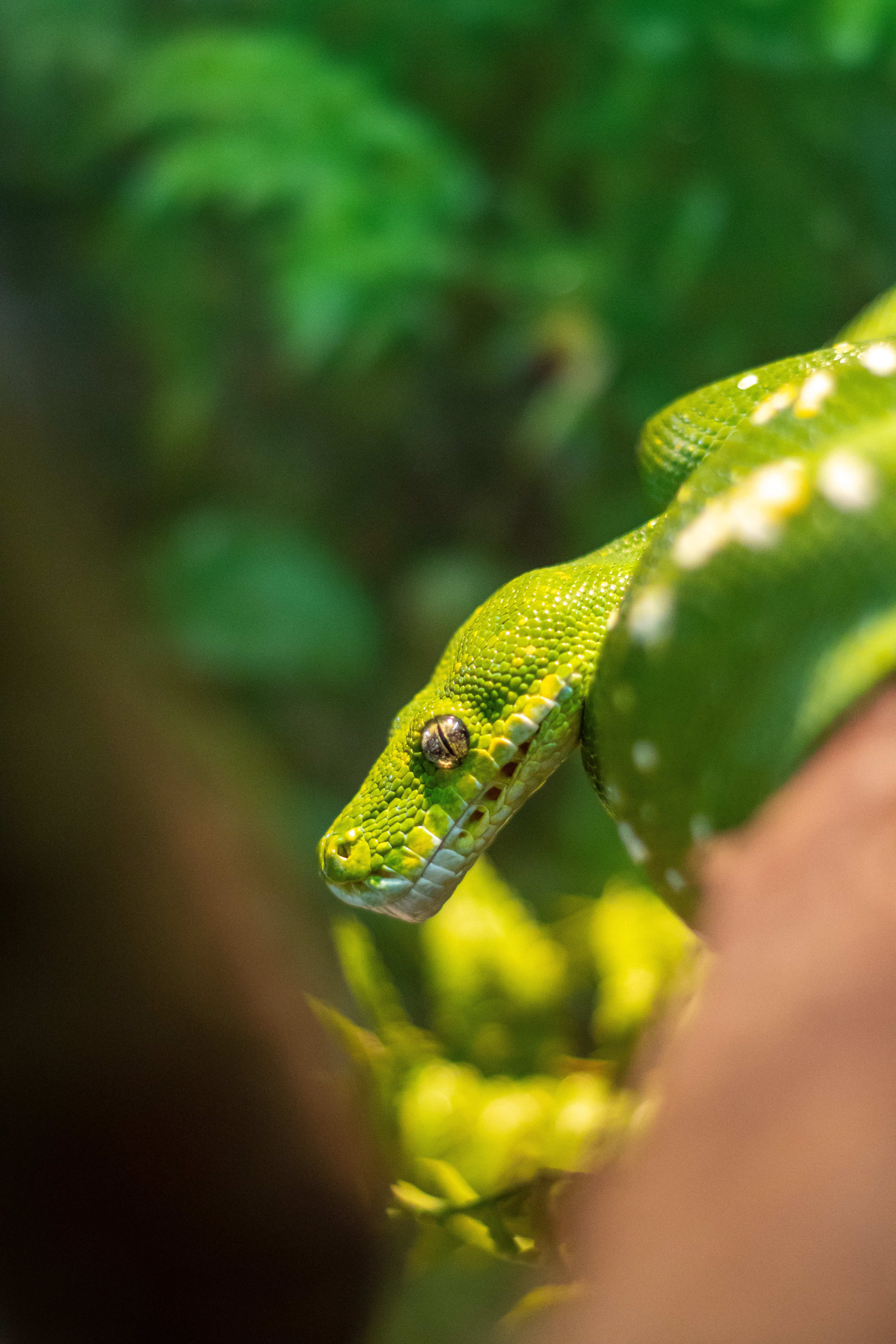 Green tree python