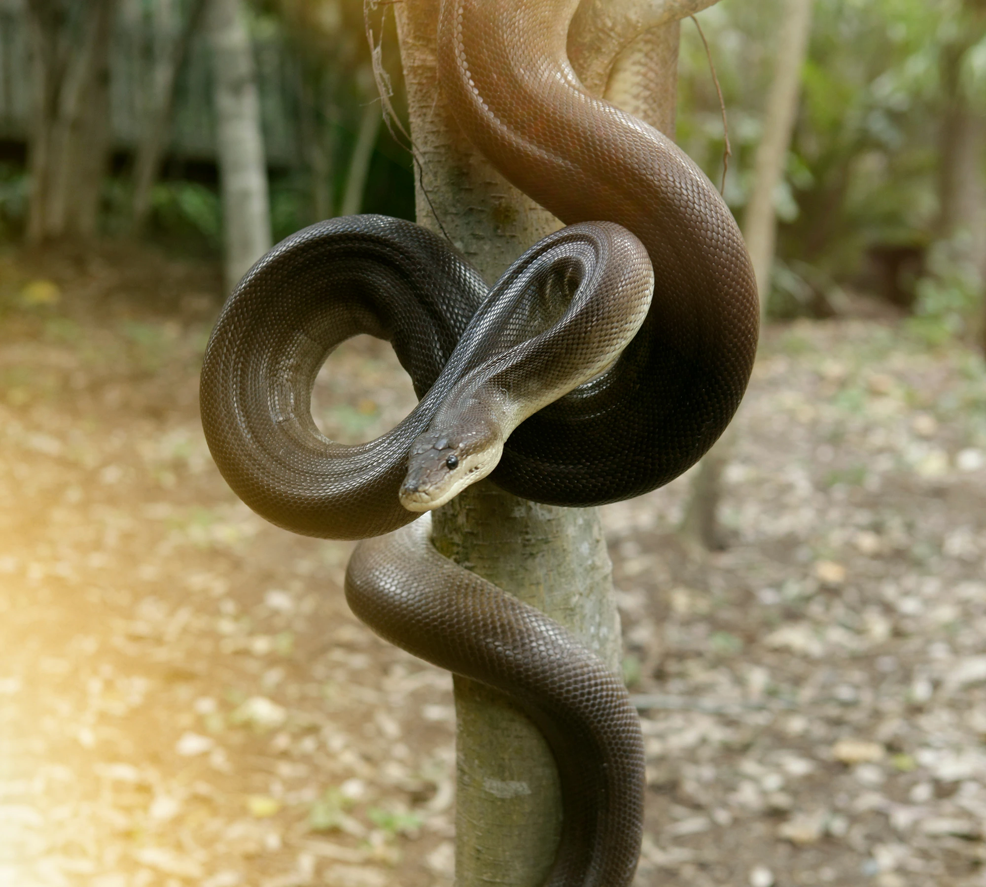 Pythons | Dreamworld