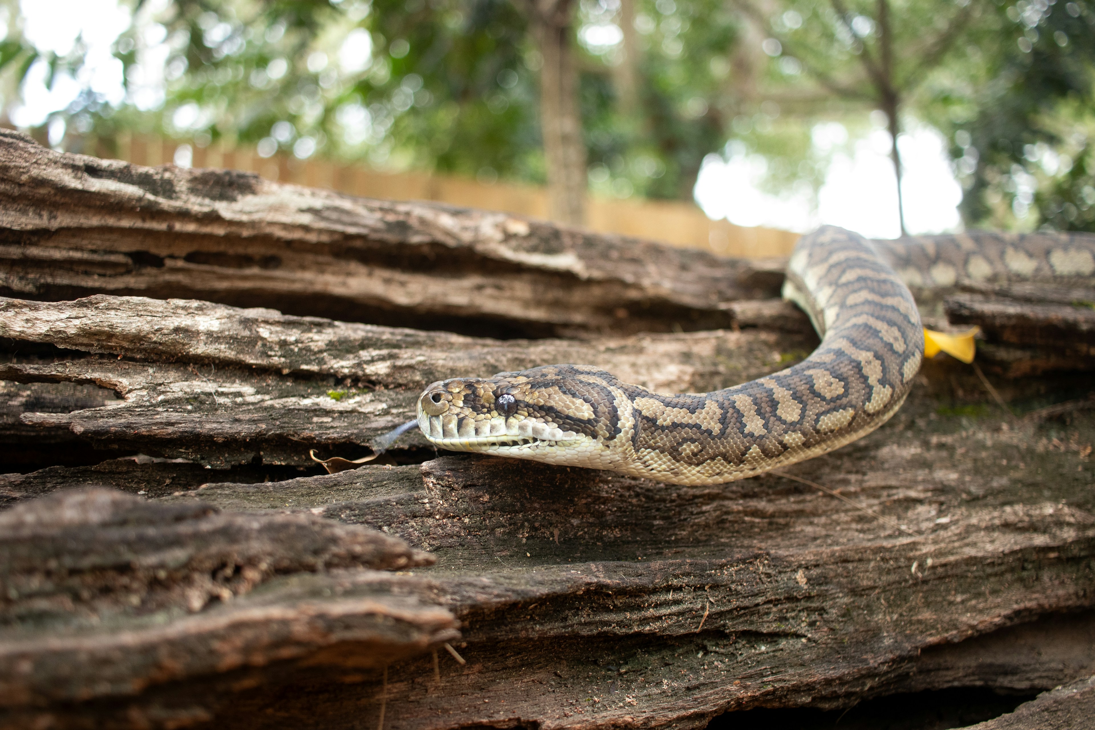 Coastal carpet python