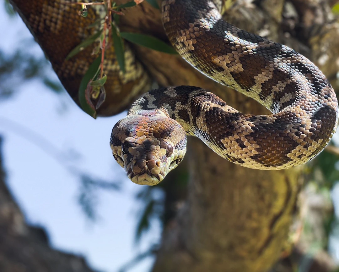 Kung's Python Pythons | Dreamworld