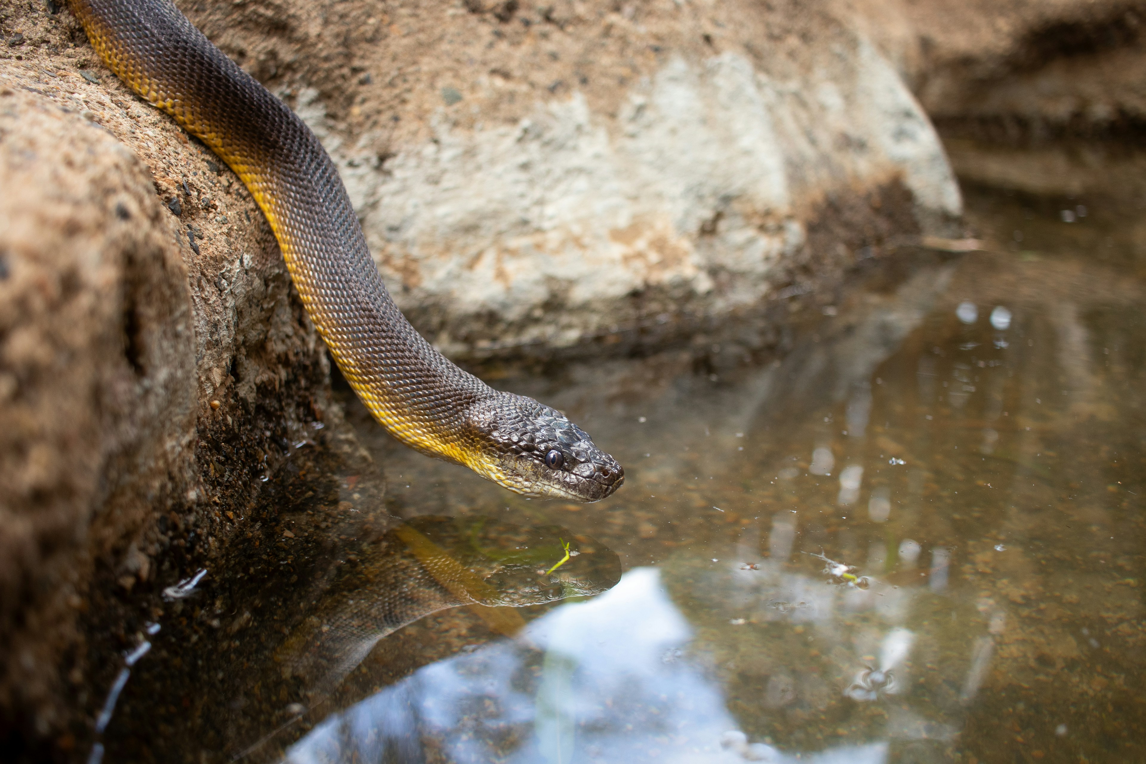 Water python