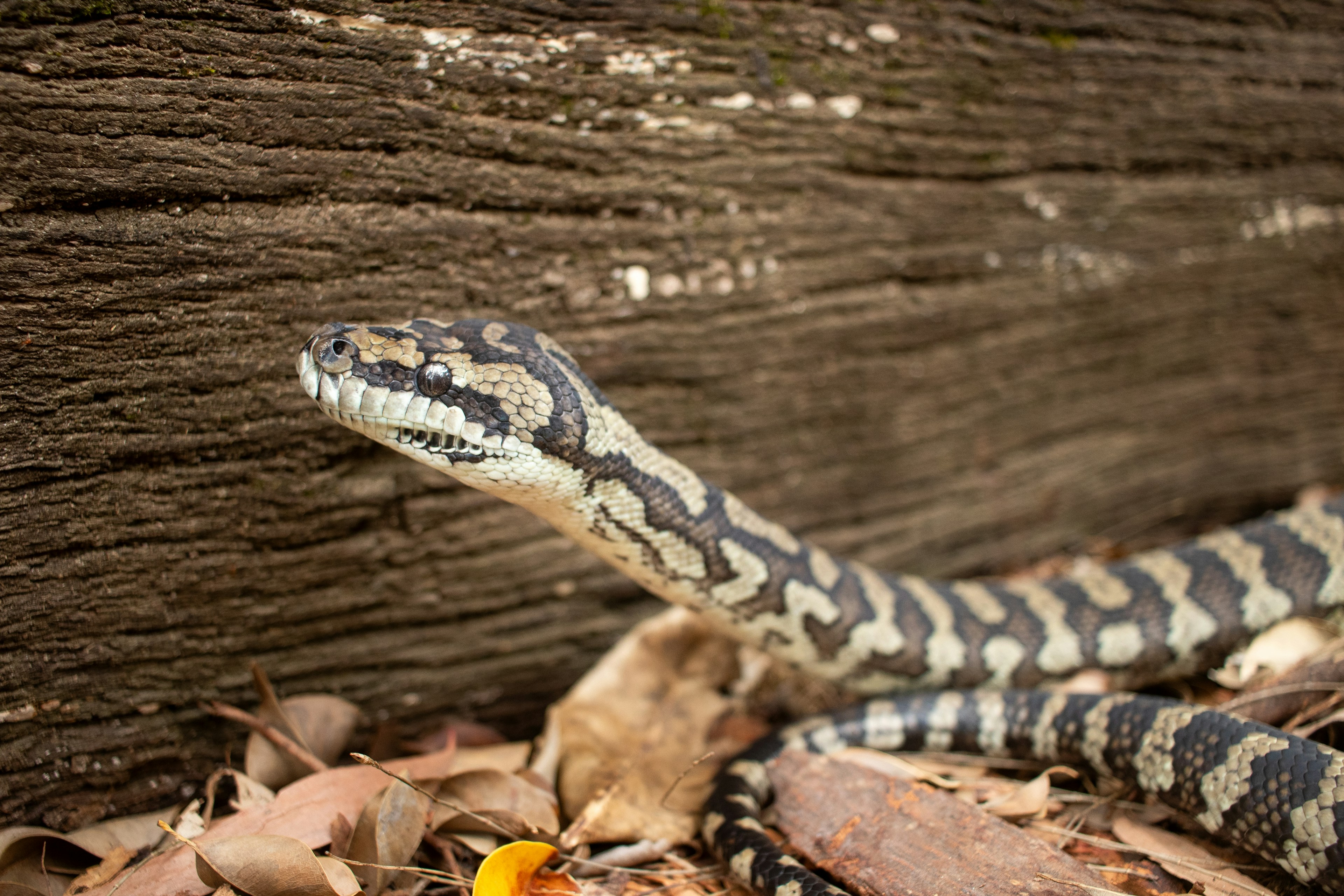 Jungle carpet python