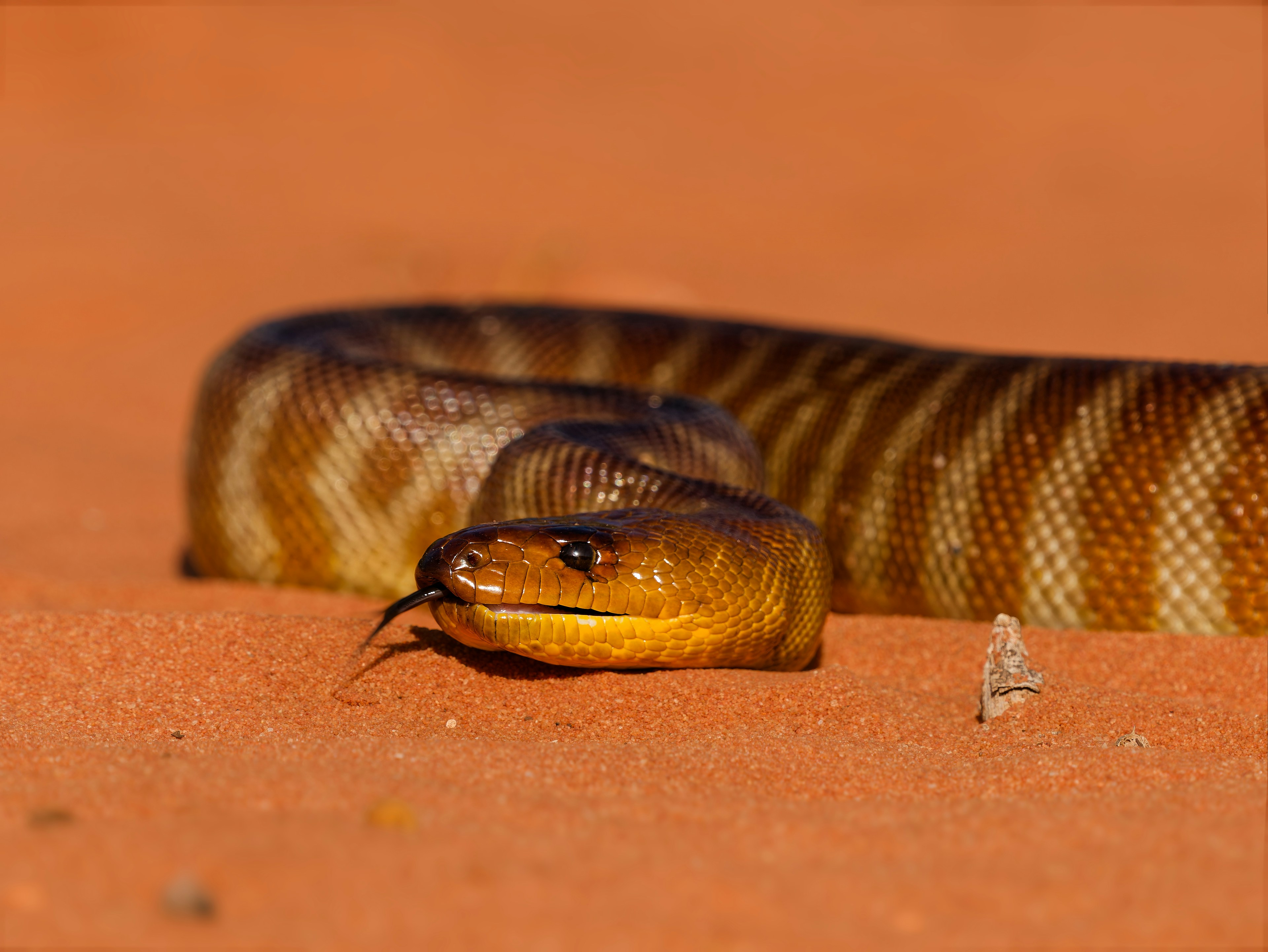 Woma python