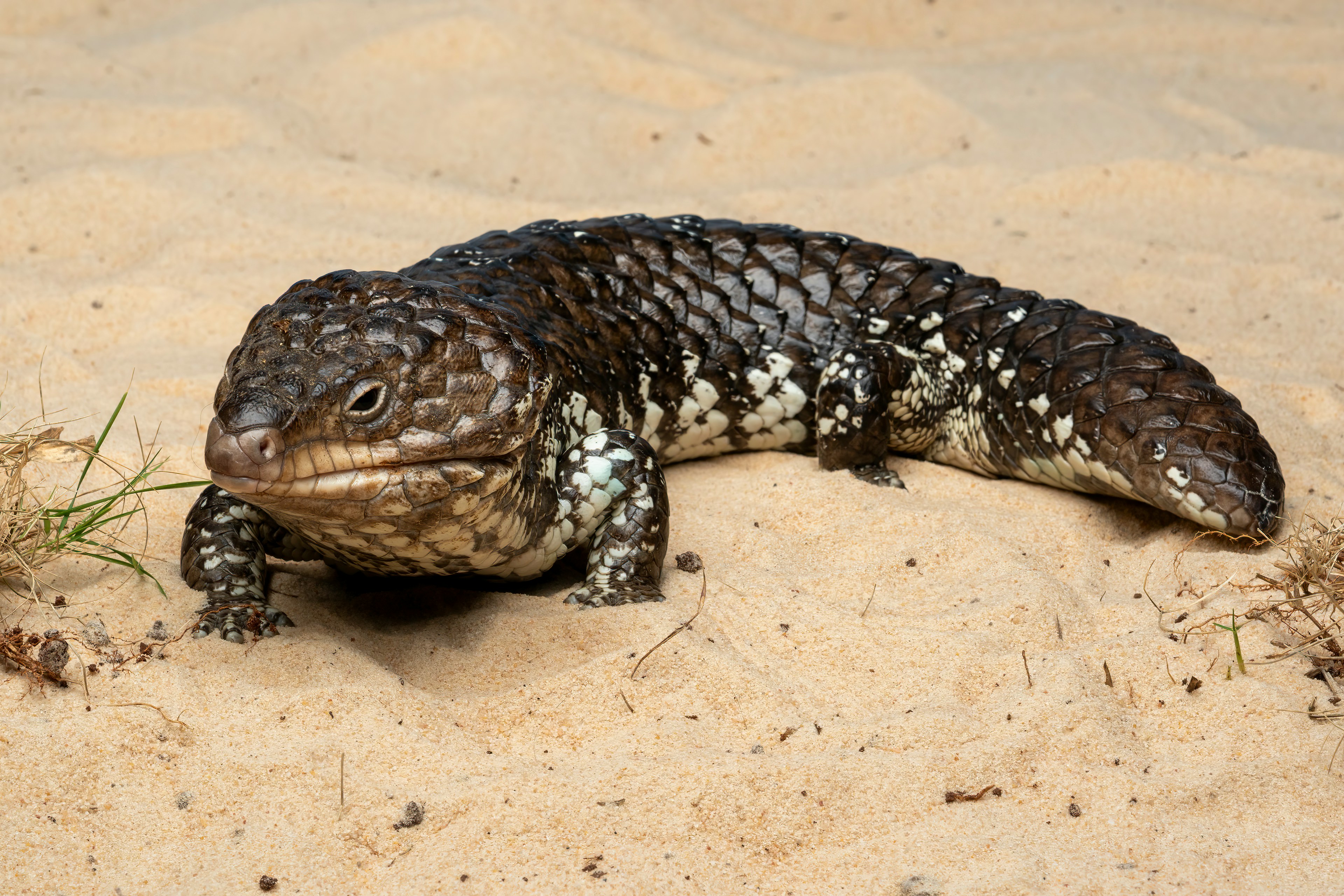 Shingleback skink