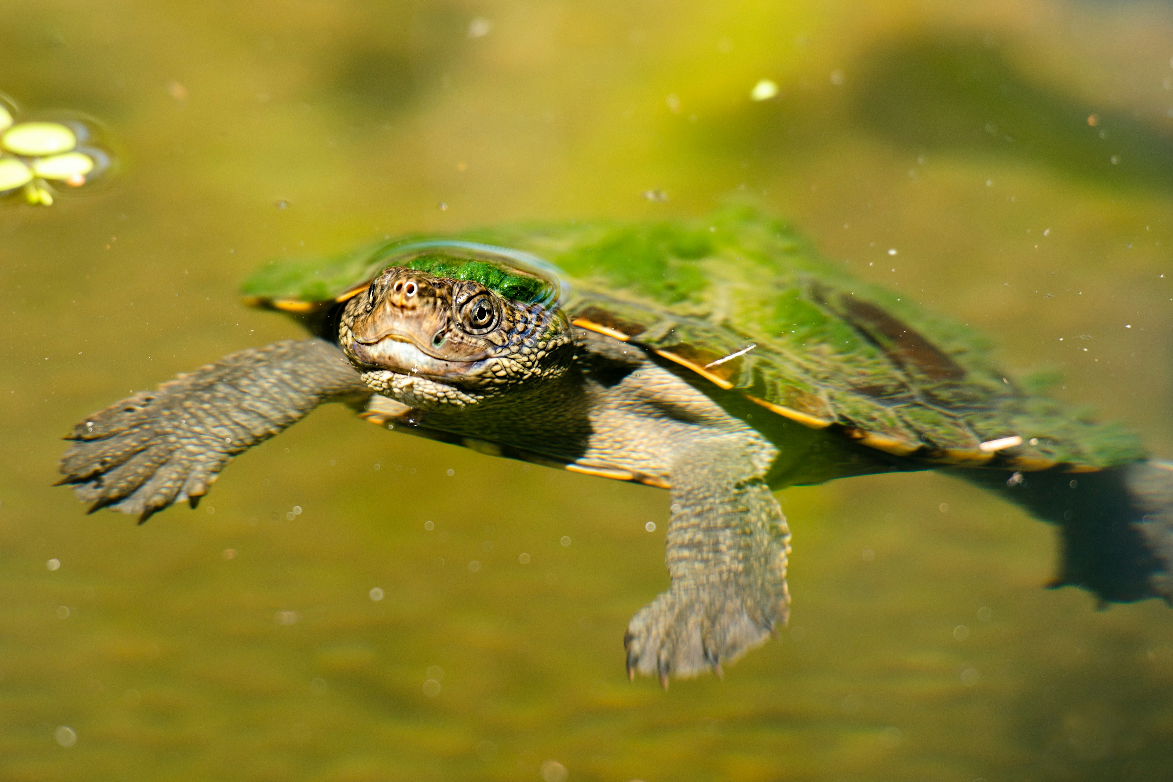 Mary river turtle