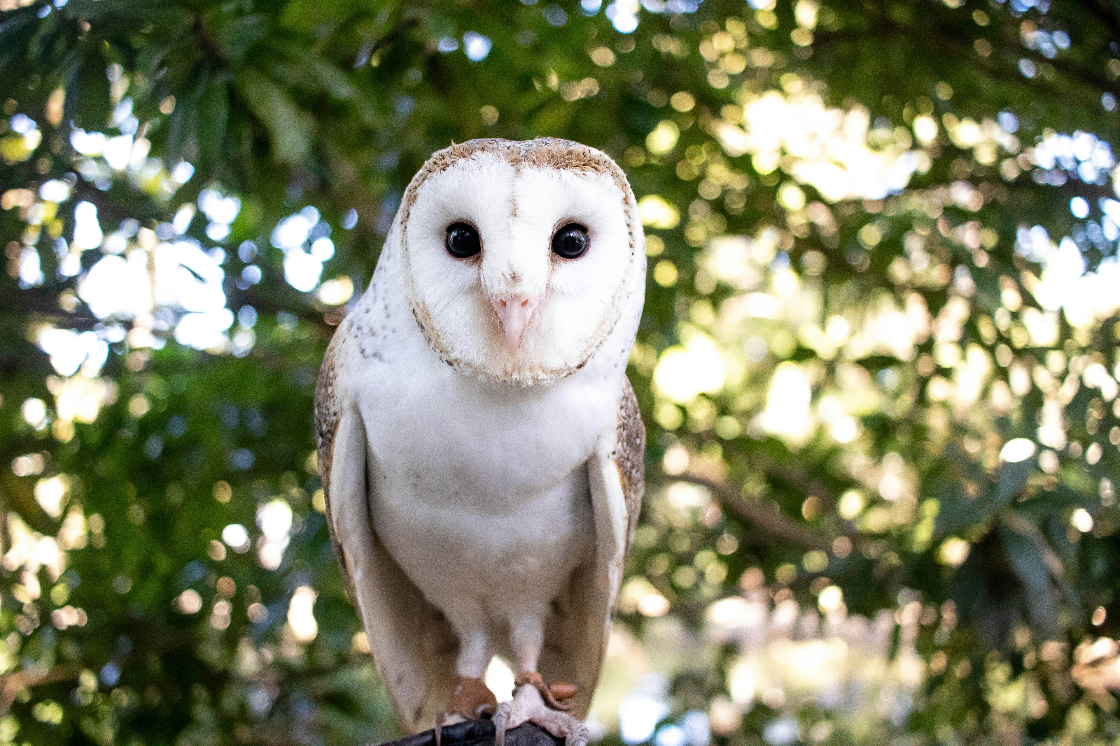 Barn owl