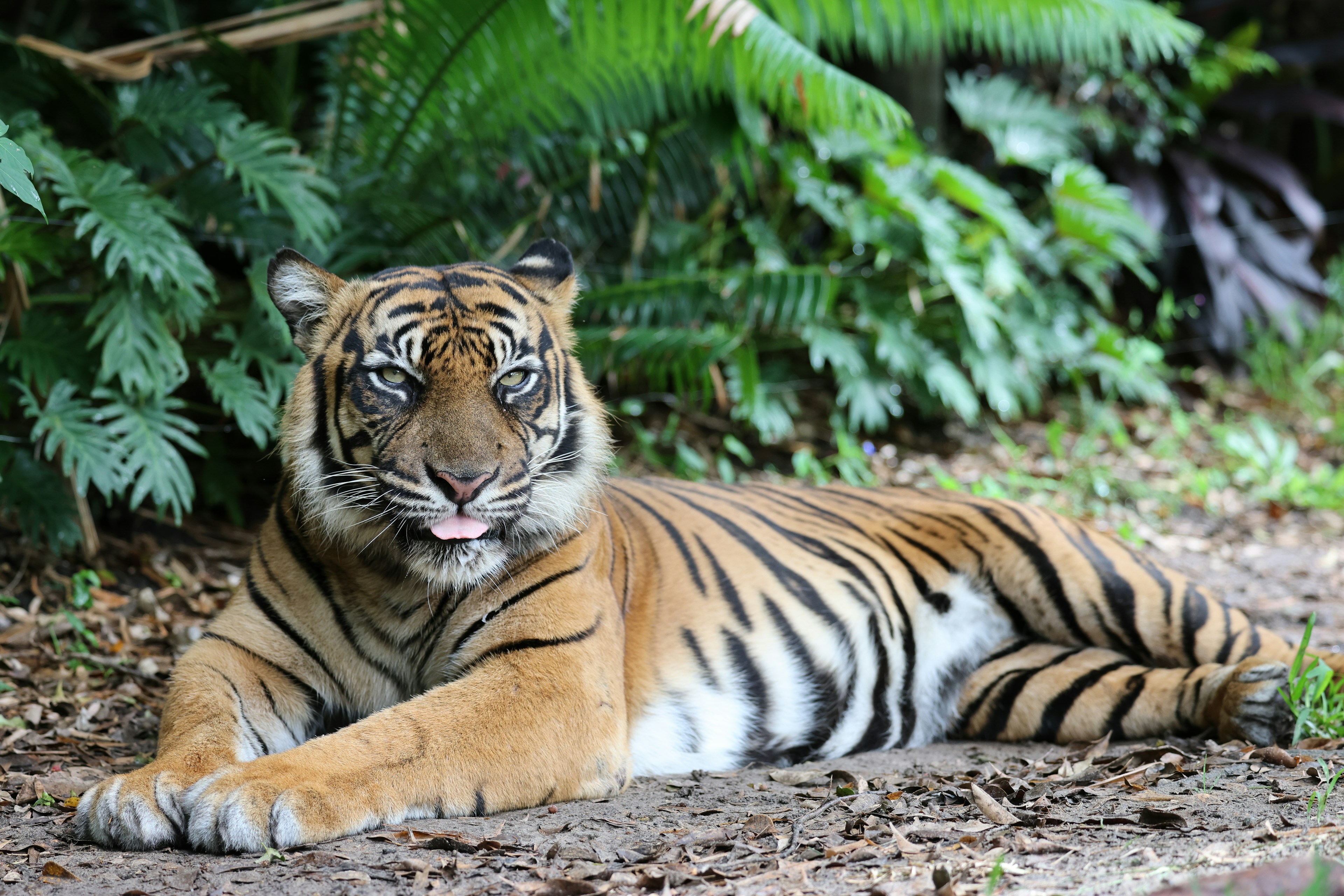 Sumatran tiger