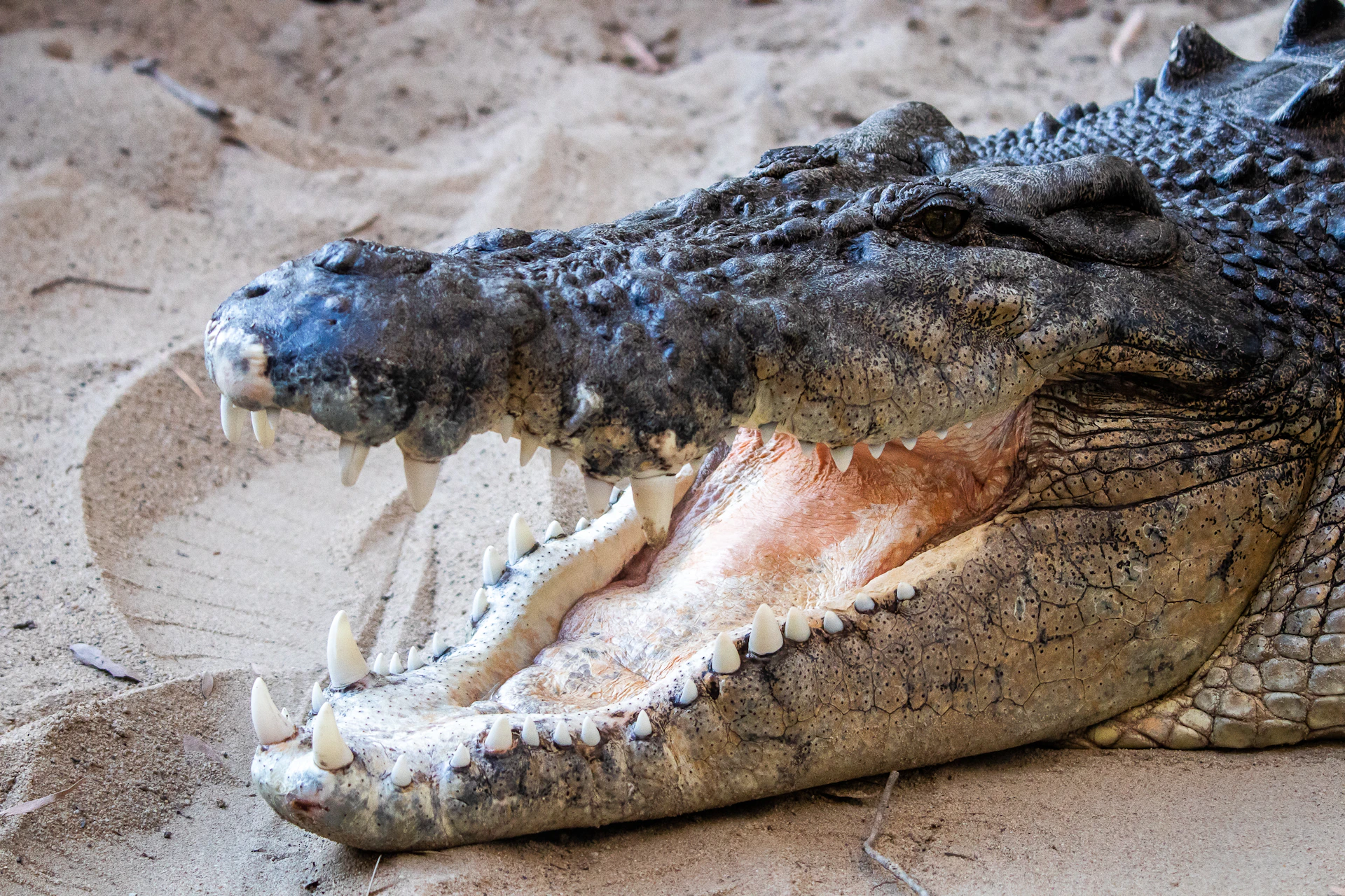 crocodile goliath