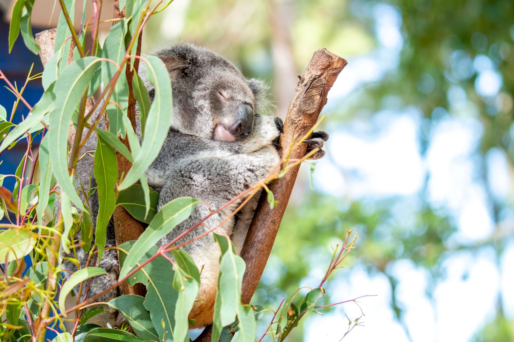 Koala Week | Dreamworld
