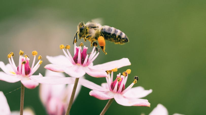 Bee landing on a wildflower