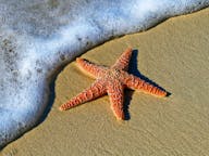 Starfish beach