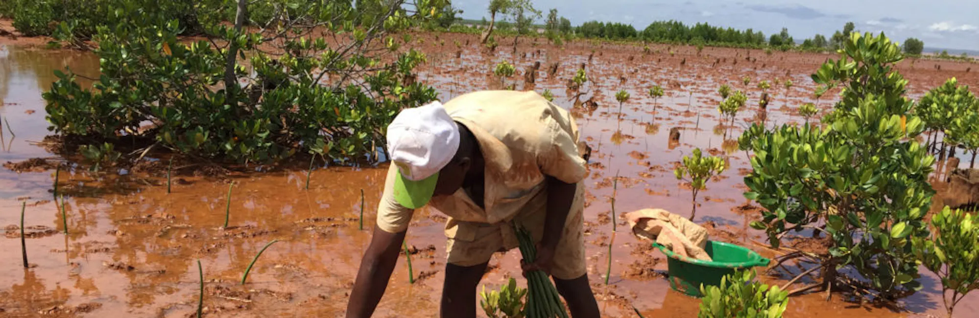 Reforestation Projects Are Helping Save the World and Lives | DroneDeploy