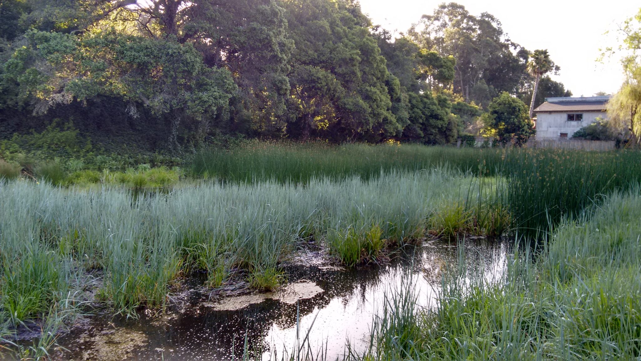 Abolition Ecology in the Jessie Street Marsh DSA Santa Cruz