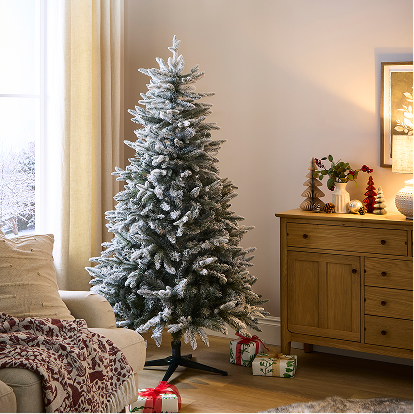 Abies 6-foot tree