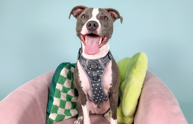 PET LEADS, COLLARS & HARNESSES