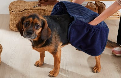 PET GROOMING