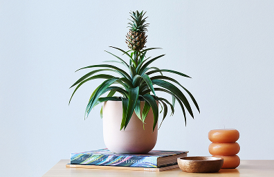 GIFTS FOR PLANT LOVERS