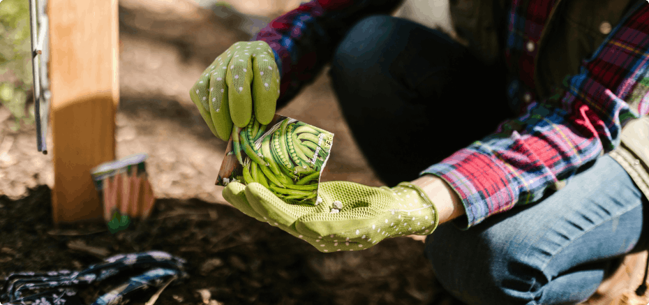 Planting peas in the ground