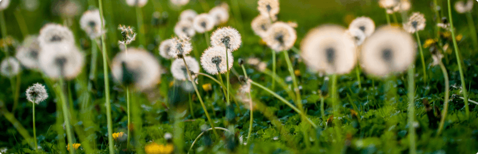 Field of Dandelions