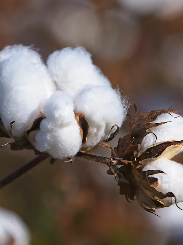 Cotton