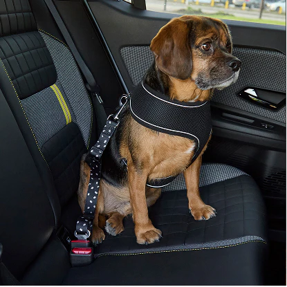 Dog harness