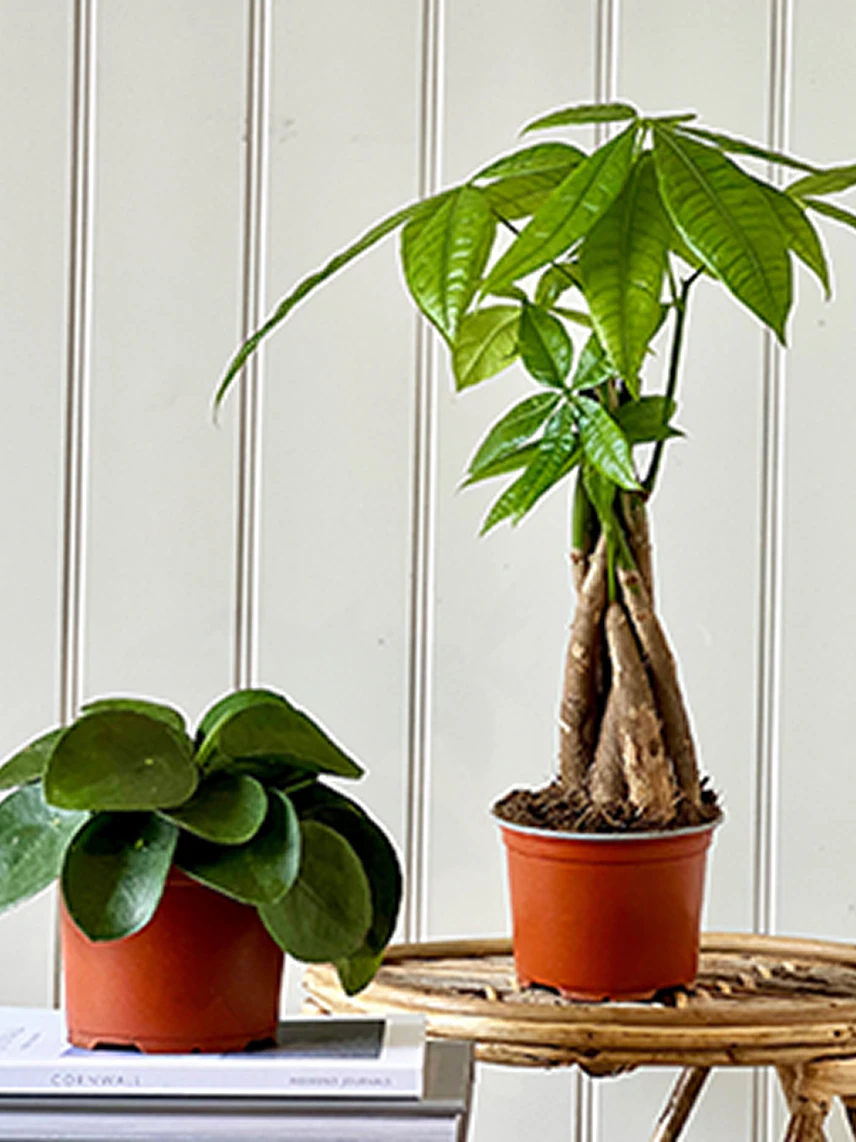 Real plants