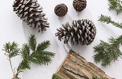 Step into a forest where earthy richness of aged wood intertwines with fresh pine, for a cosy and grounding scent.