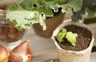 FROM GARDEN TO TABLE: GROW YOUR OWN