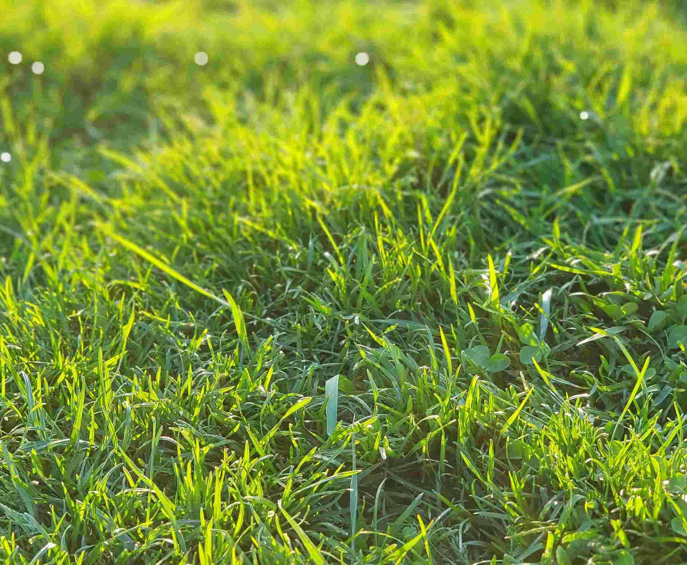 grass-seed-fort-st-john-dunvegan-garden-gift