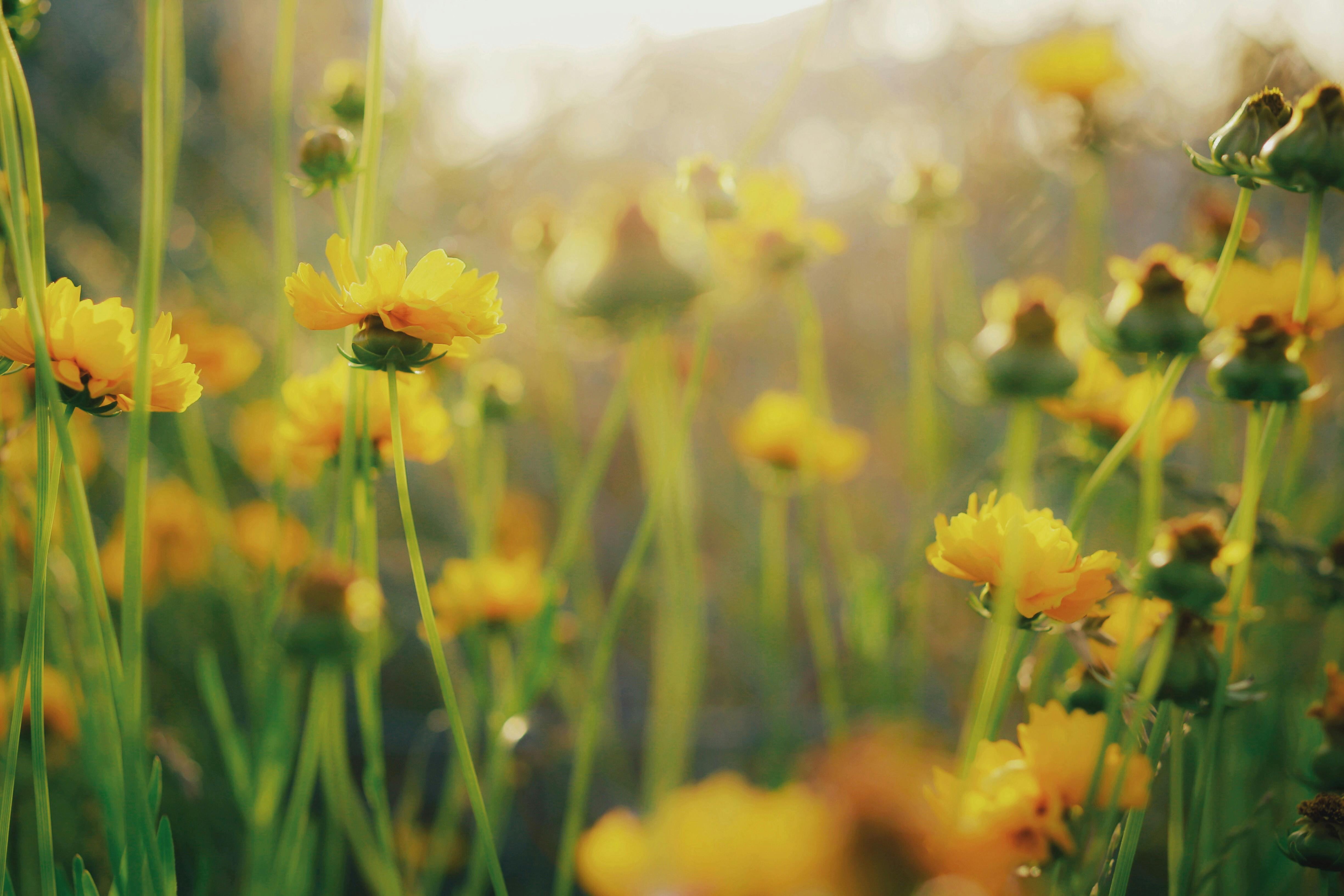 Yellow cosmos in a meadow.