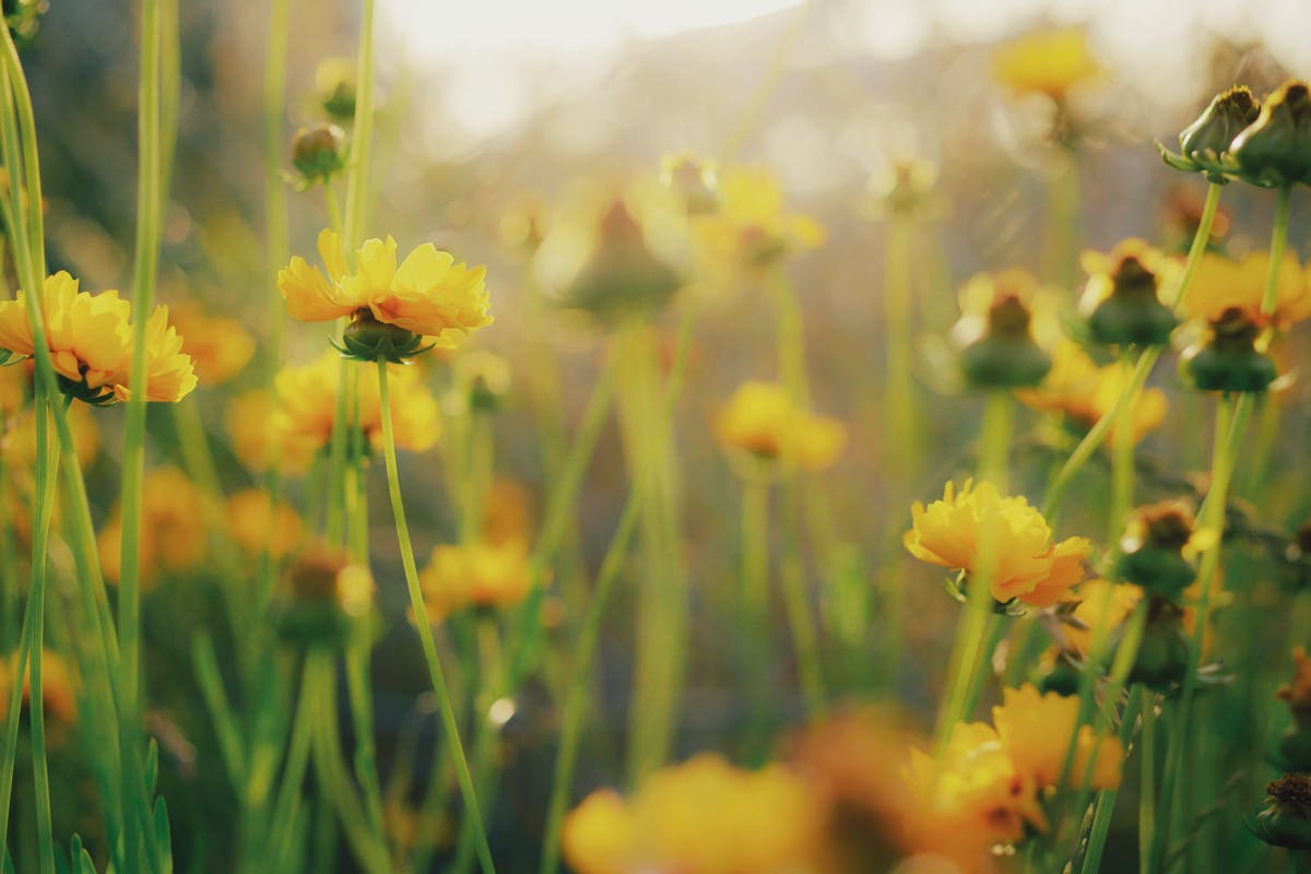  Yellow cosmos in a meadow.