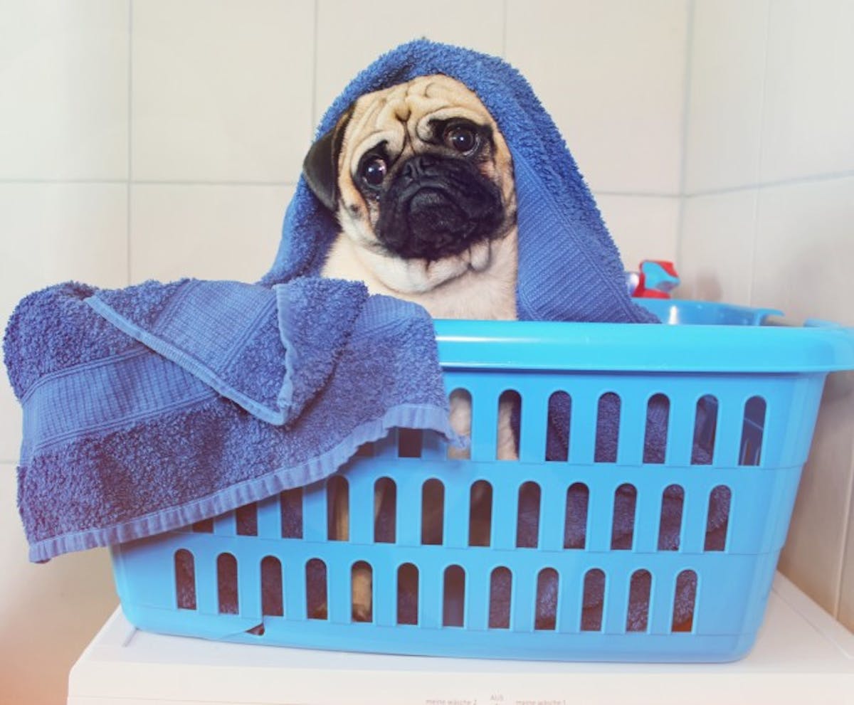  dog in a laundry basket