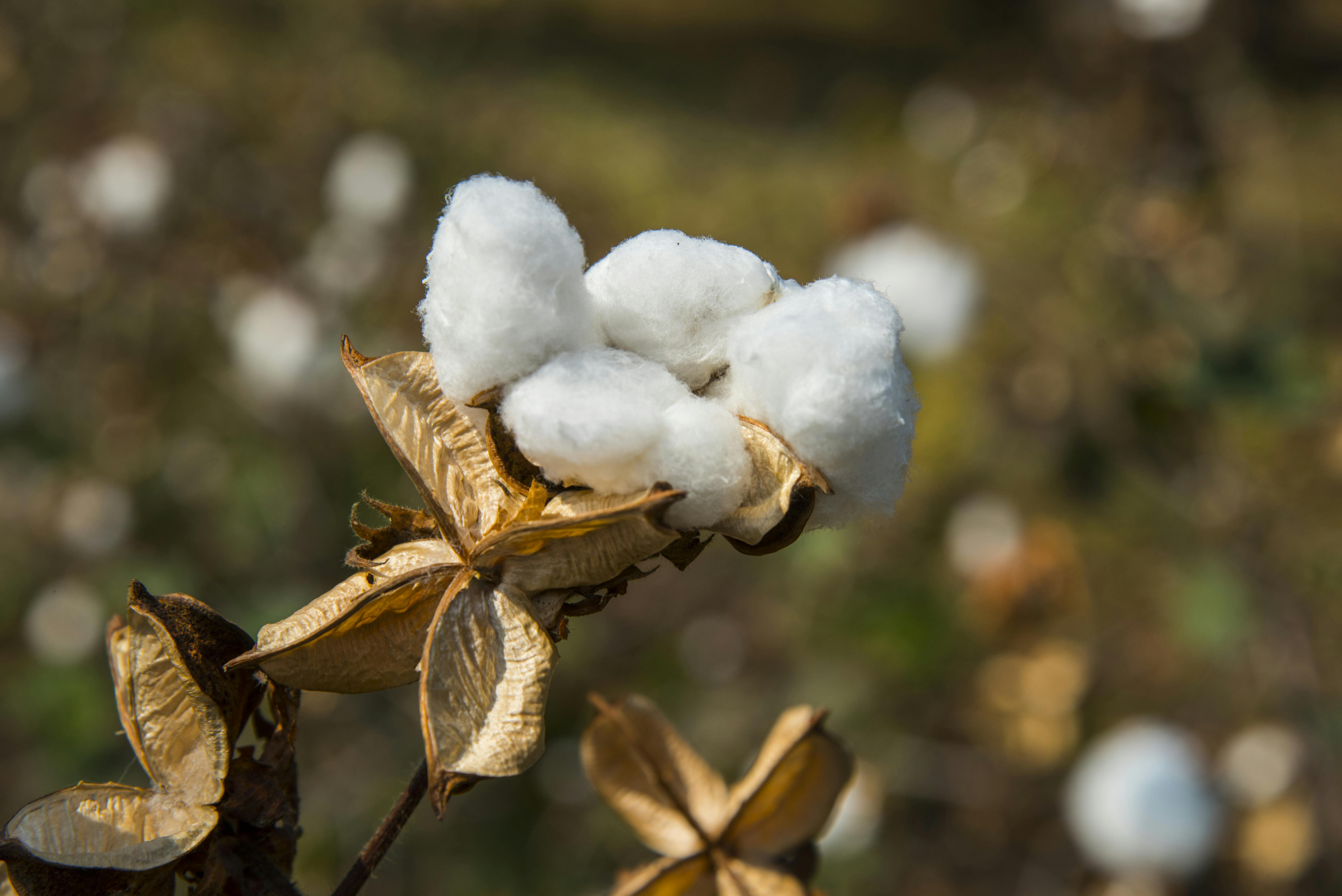  close up of a cotton flower ready to be picked