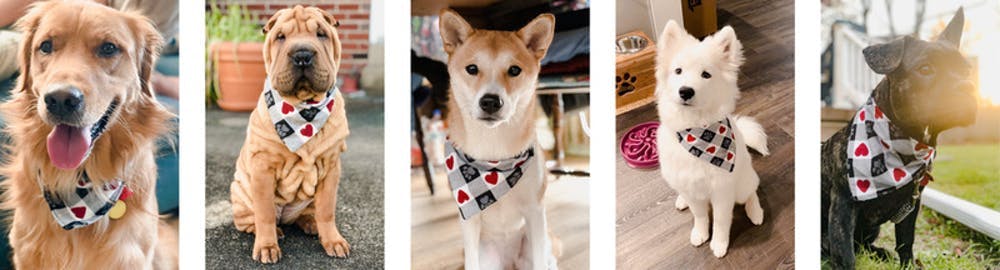 Comment coudre un bandana pour chien Comment coudre un bandana pour chien