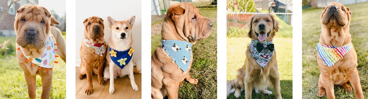 dogs in various bandanas
