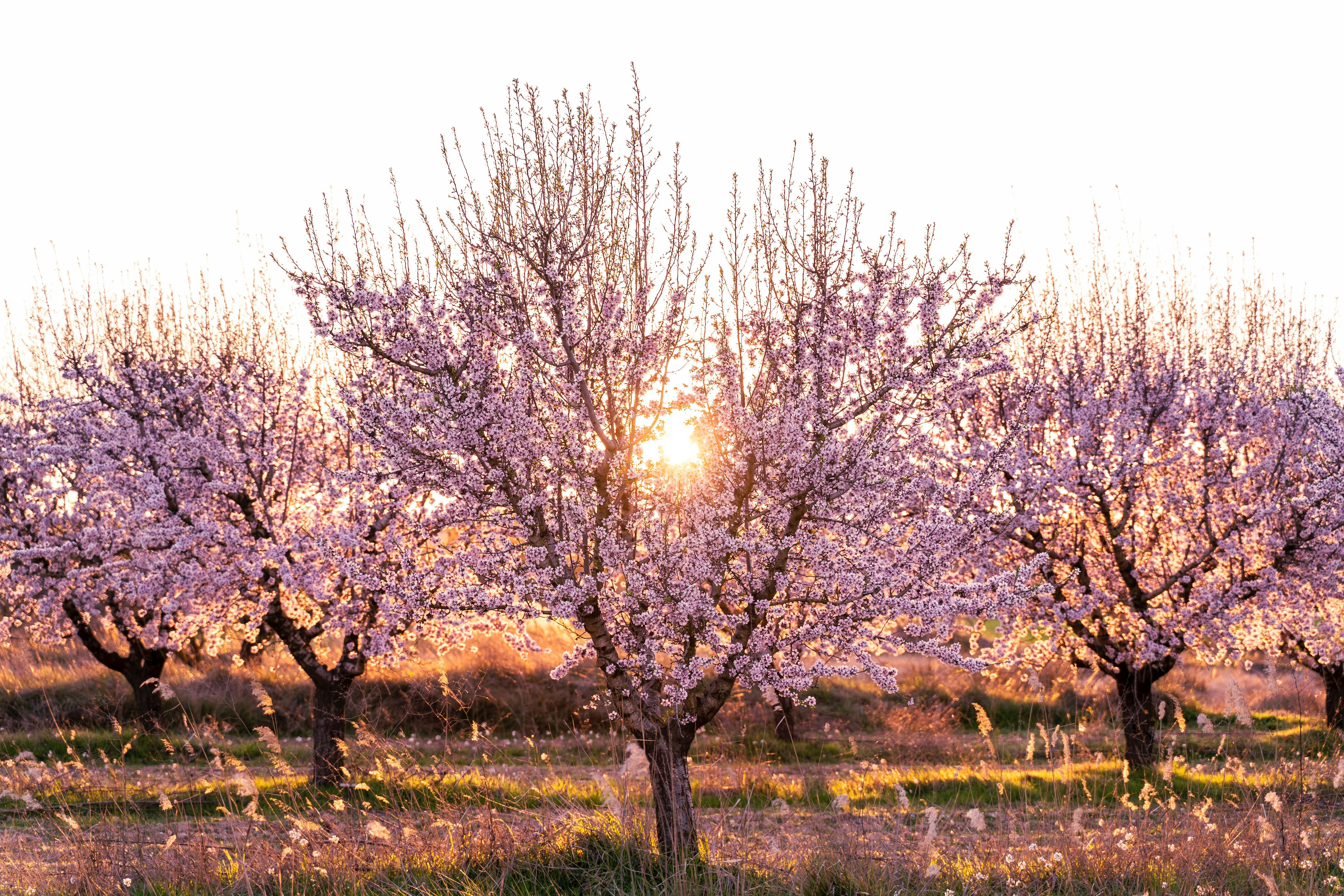  A fruit tree in full bloom.