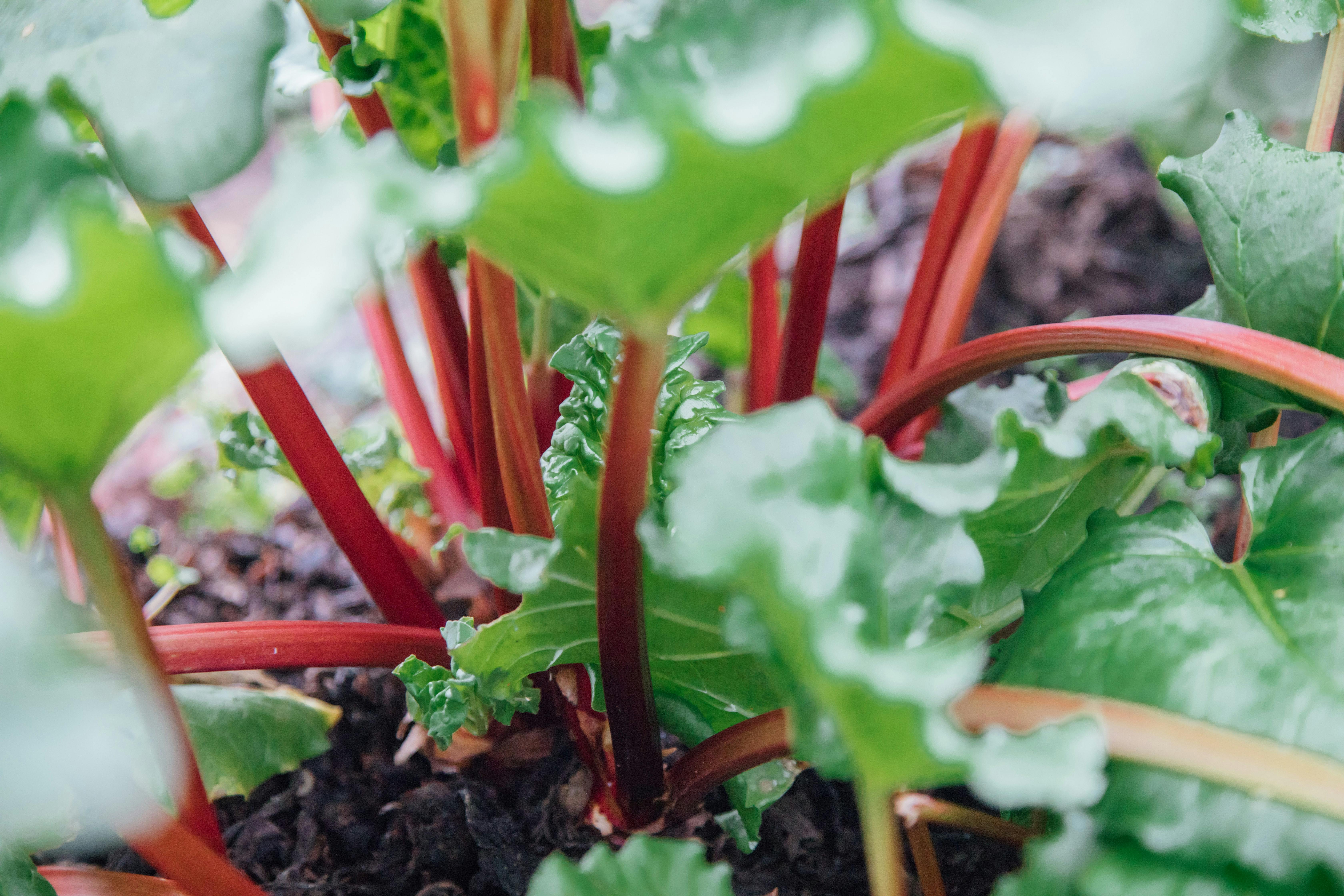  A rhubarb plant.