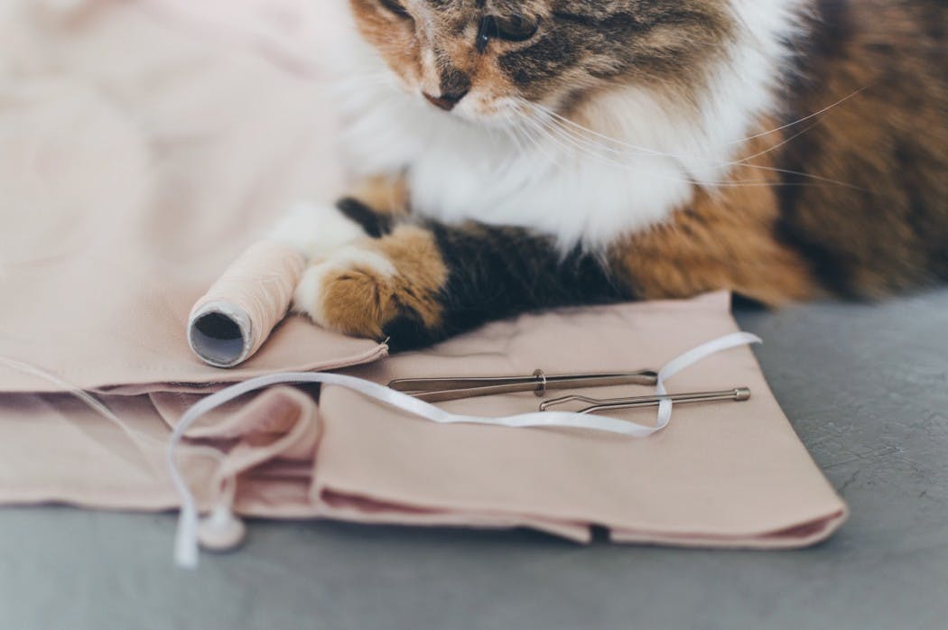  cat near tailoring tools