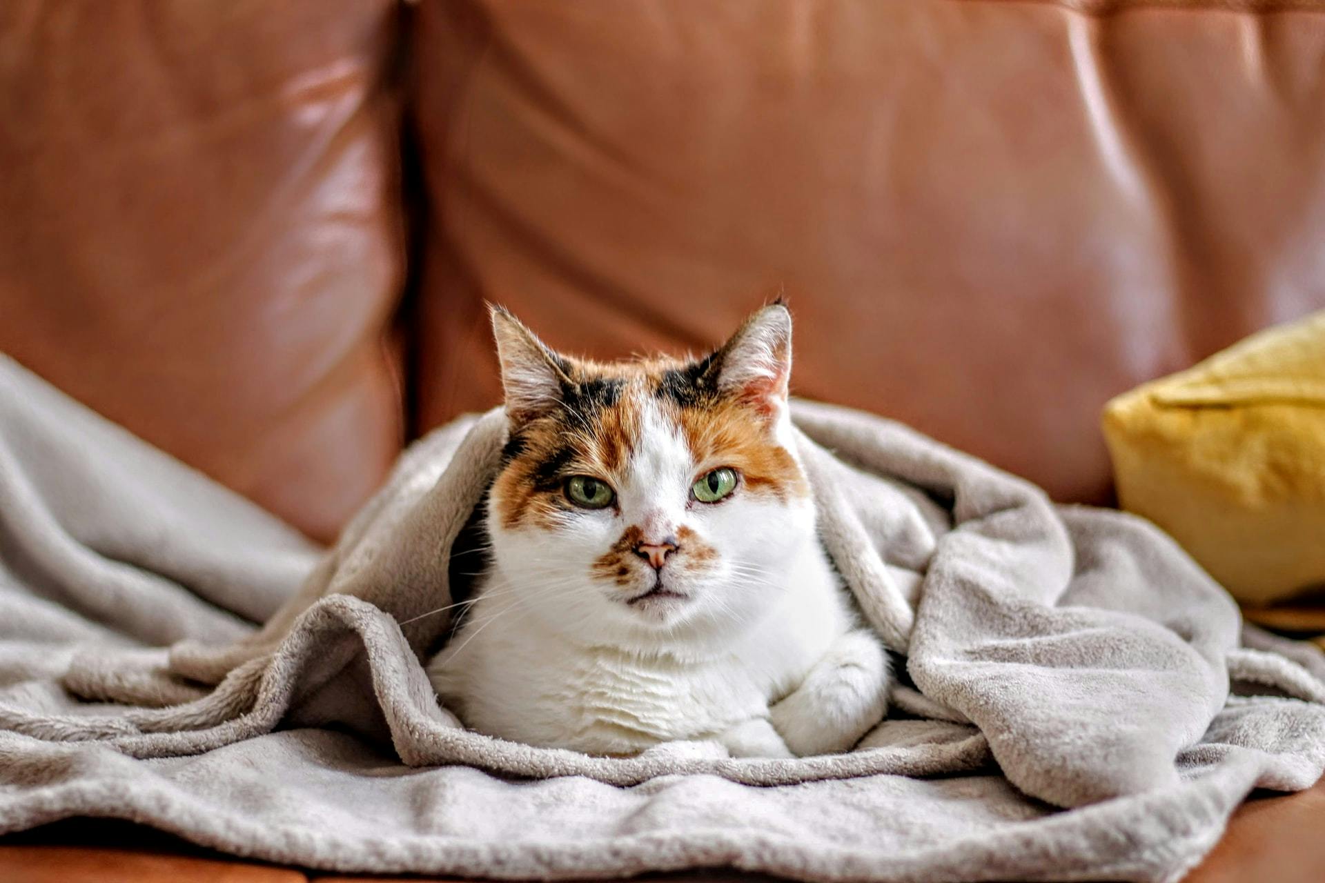 Cat with grey fleece blanket sitting on a couch