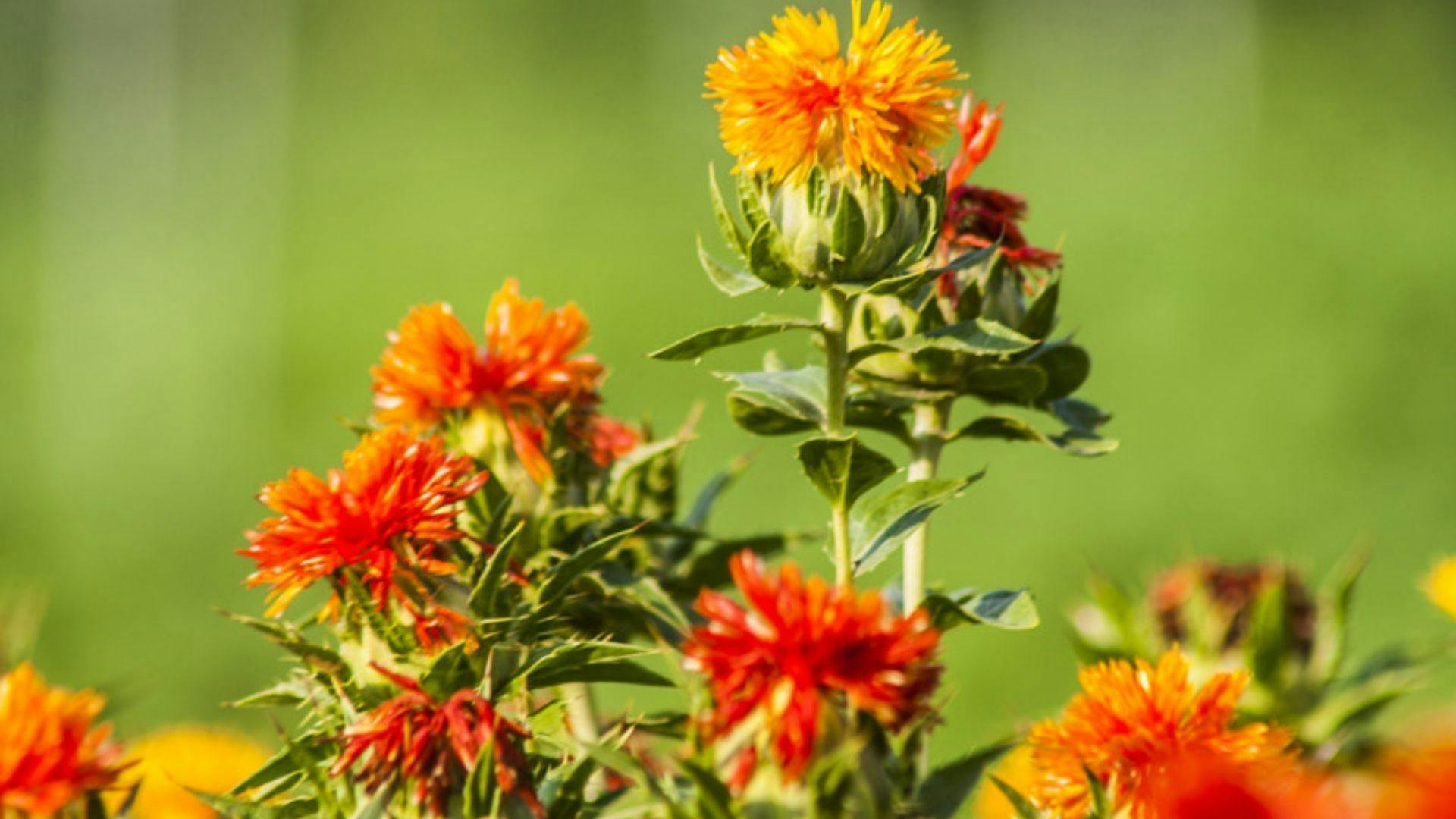  A close-up of a safflower.