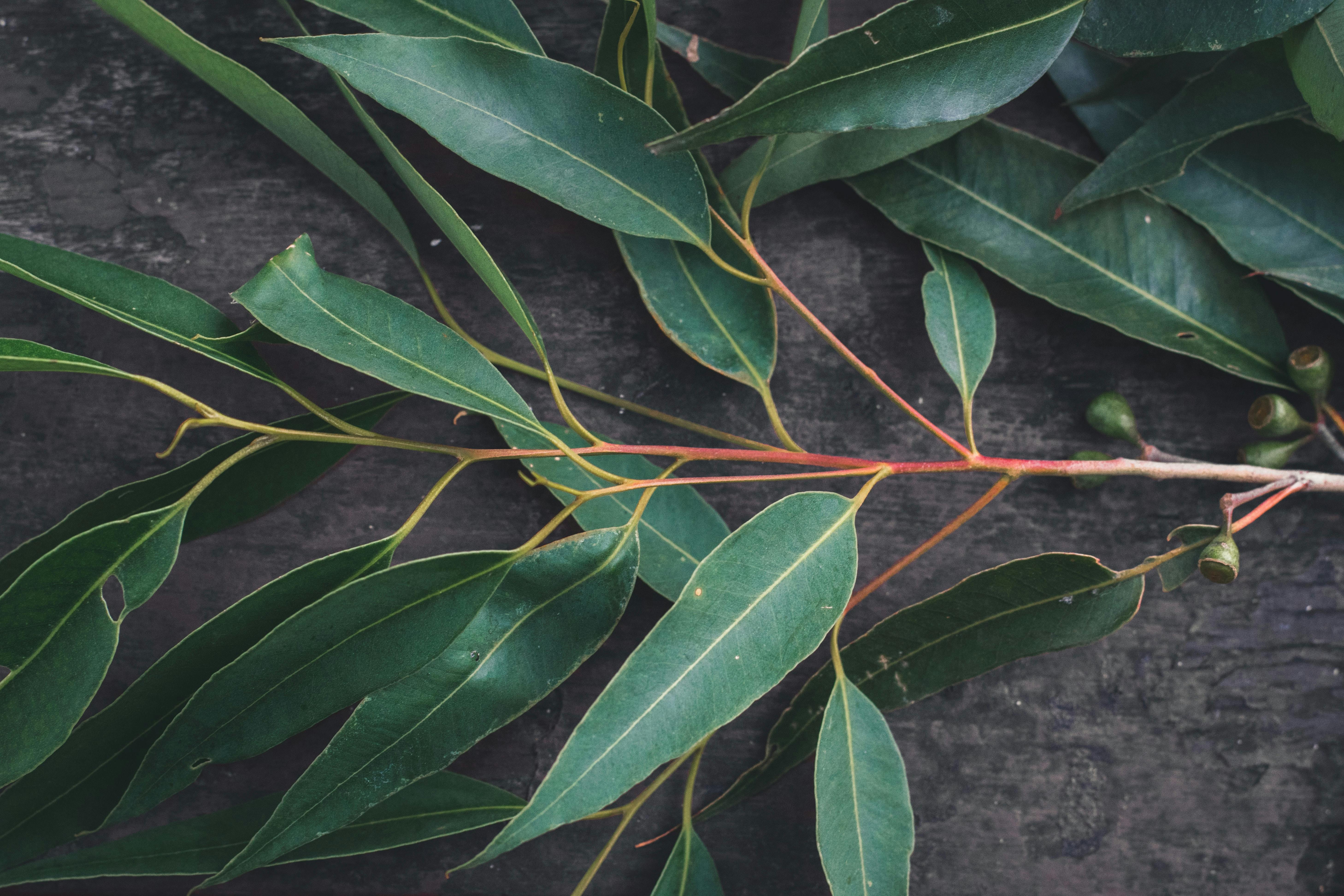  An eucalyptus twig.