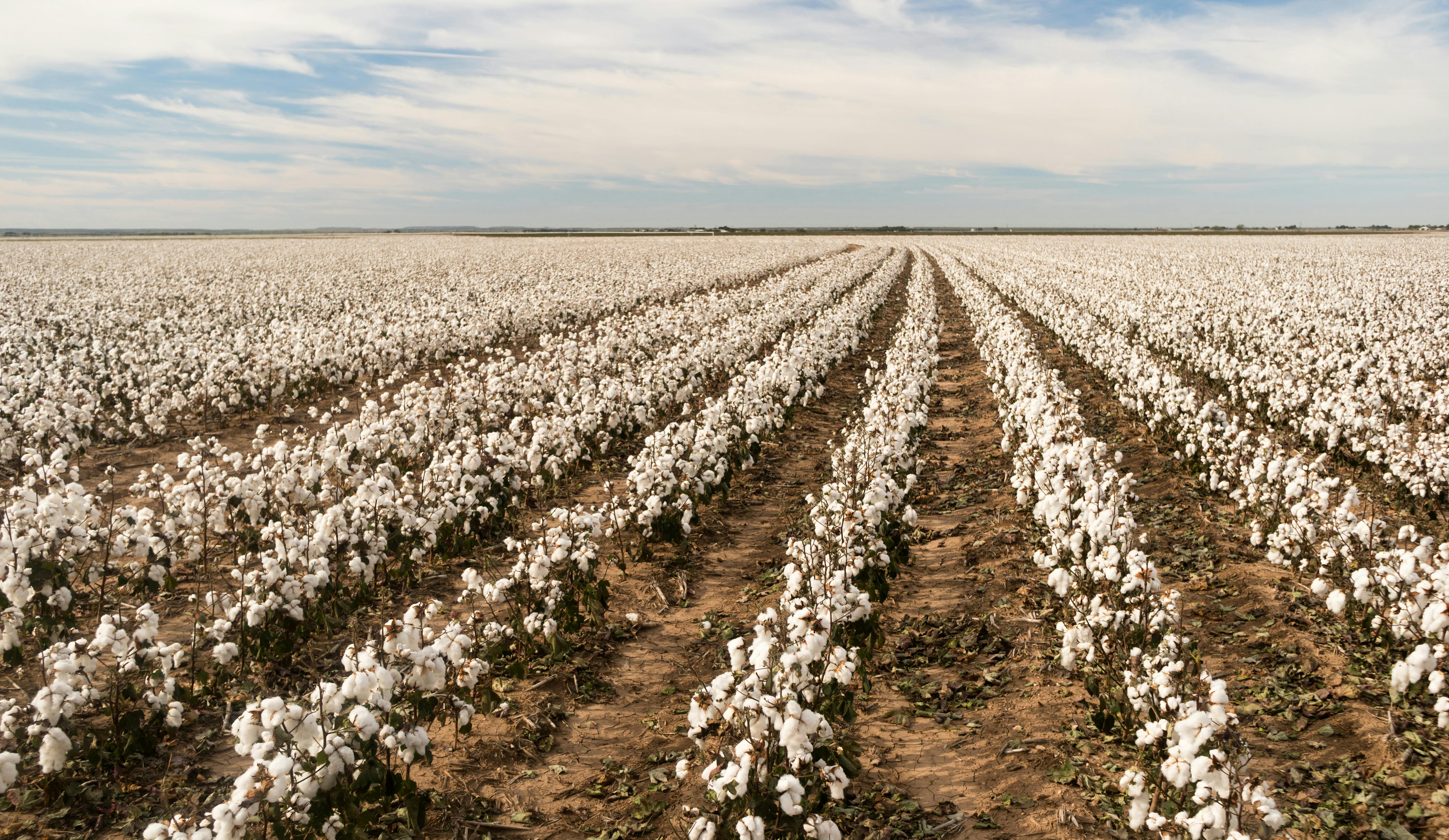  cotton field with cotton flowers