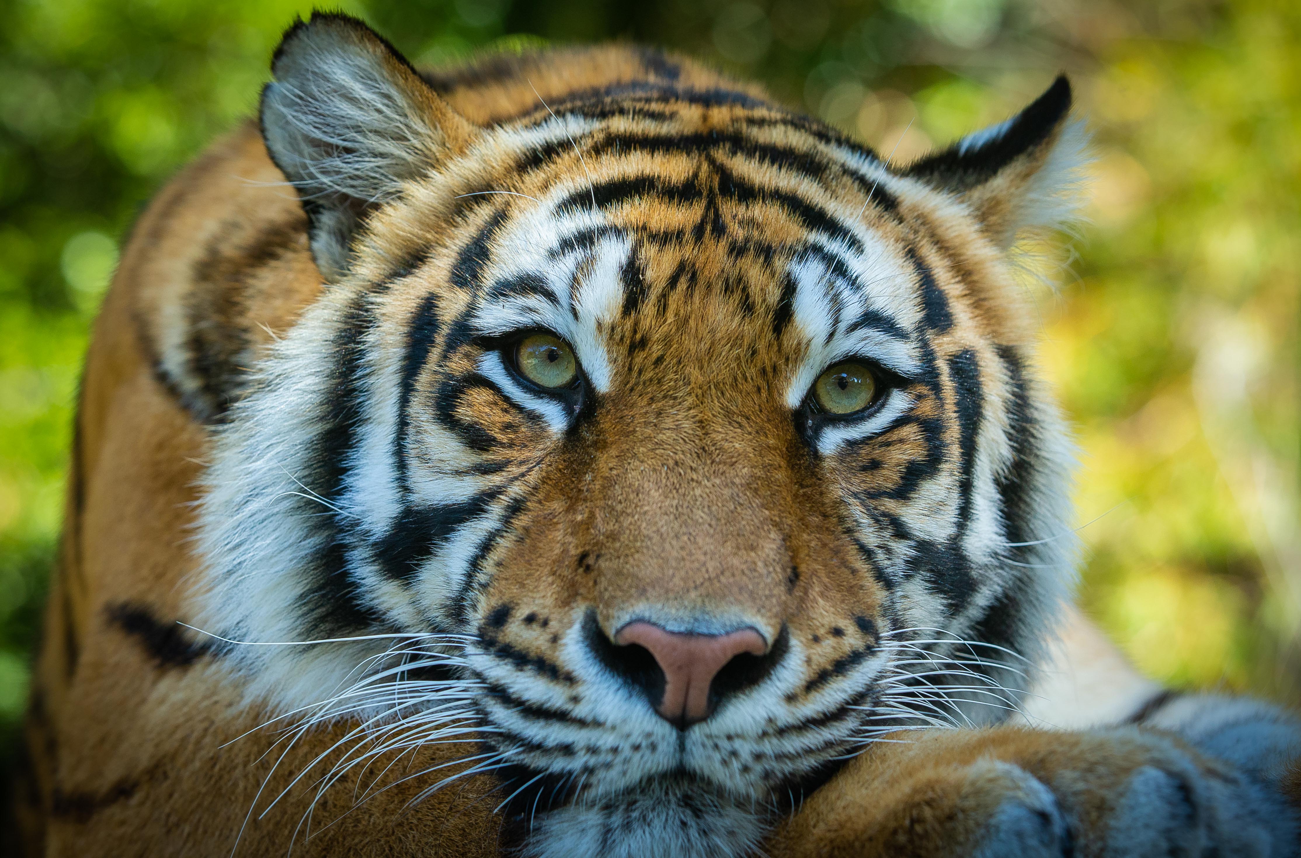 Tree Kangaroo Conservation