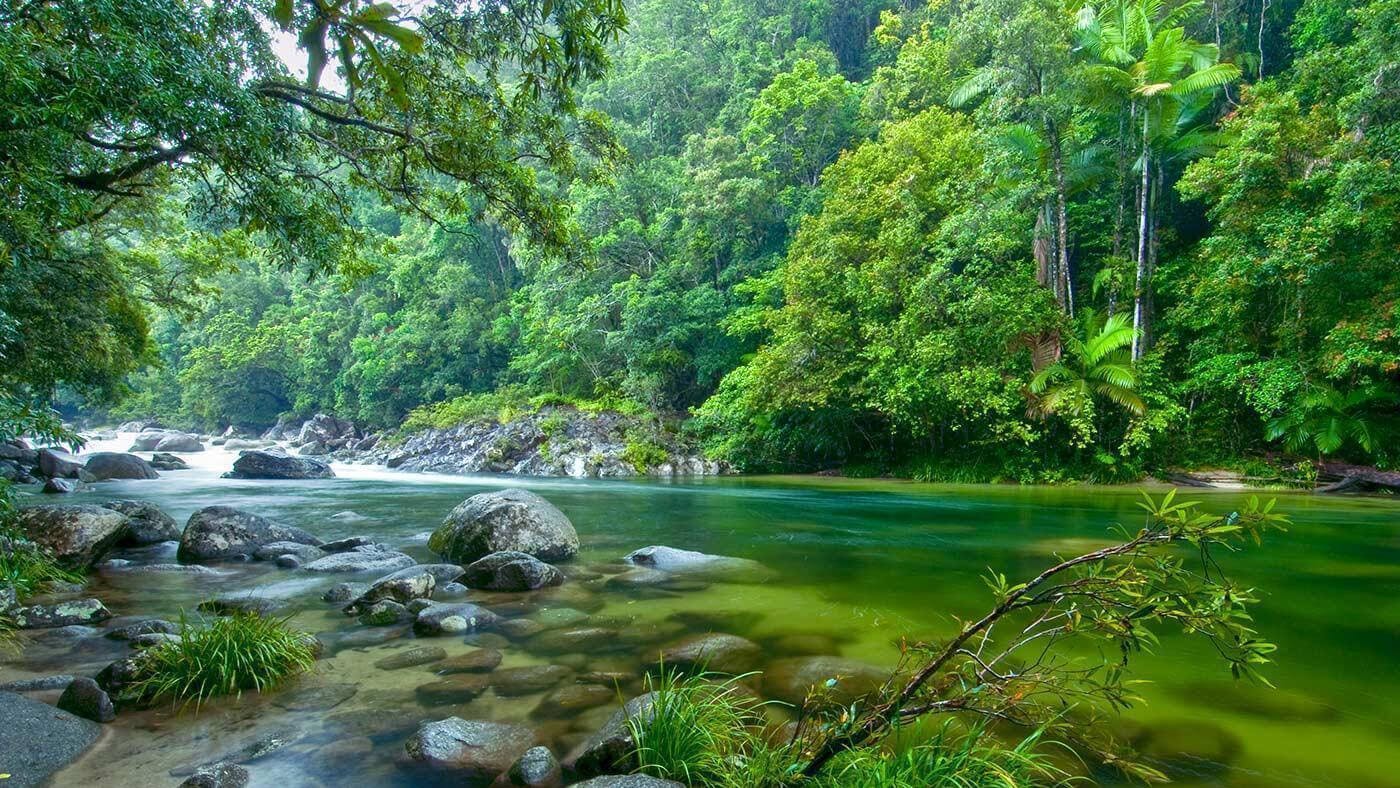 daintree forest