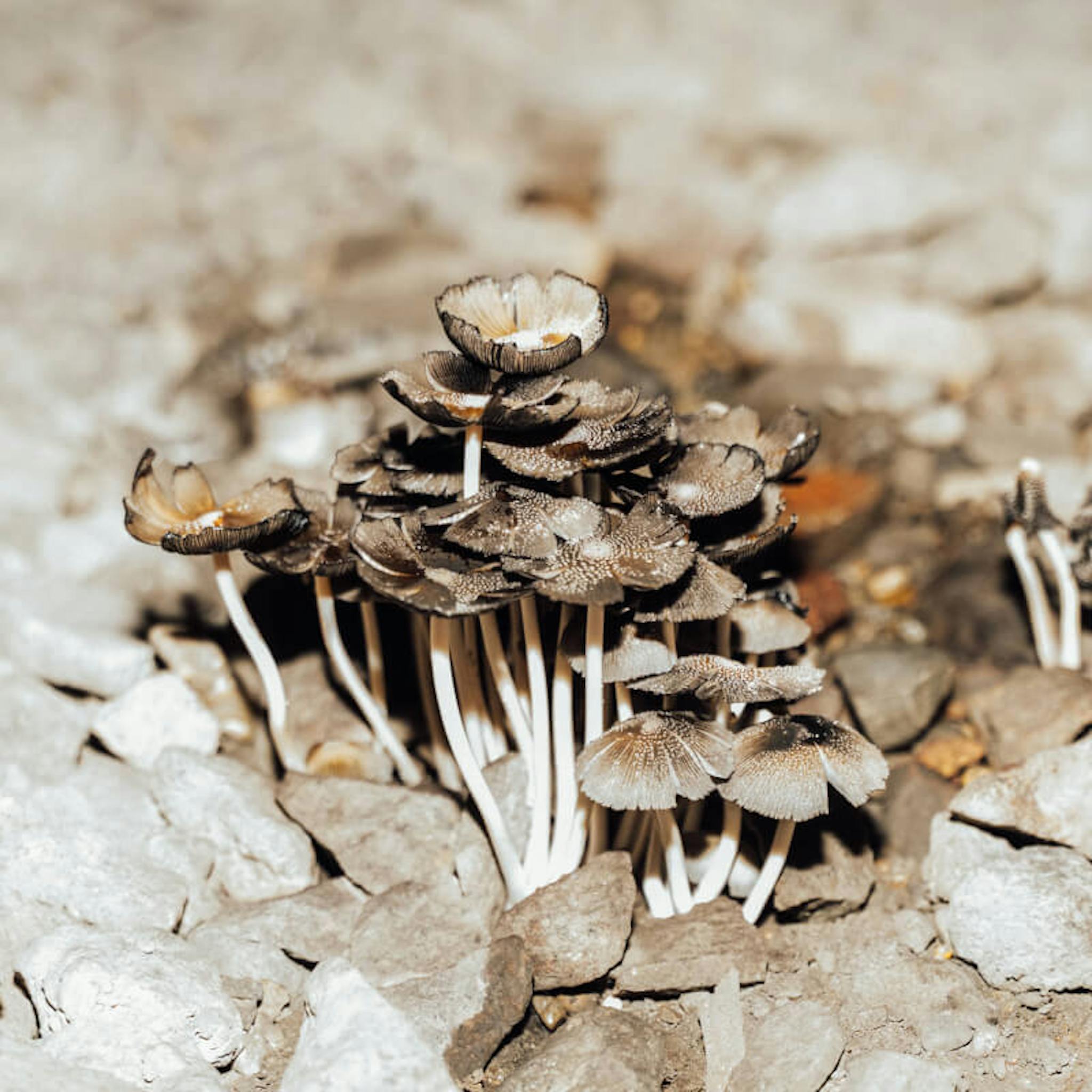 Mushrooms growing among stones.